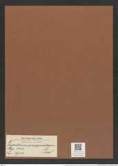 Triceratium pauperculum Grev. (de-Toni-Nr.: Genus 140, Species 3910) Zeichnungen Sammlung Grunow Mappe 03936 (Herbarium_W_Grunow_drawings_Folder_03936)